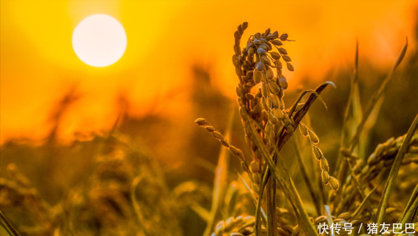 嘉理证券 聚焦三农：新稻上市“平开走低”，中秋、国庆过后，稻谷价格“跌了不起”？